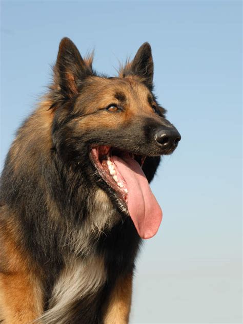 belgian shepherd dog tervuren dogs breed information omlet