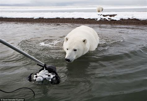 Stunning Photographs Show Polar Bears Dancing On Barrier Island In