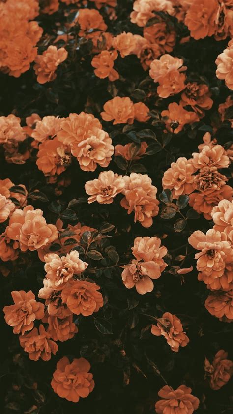 Fall Flowers Flower Background Iphone Vintage Flower Background