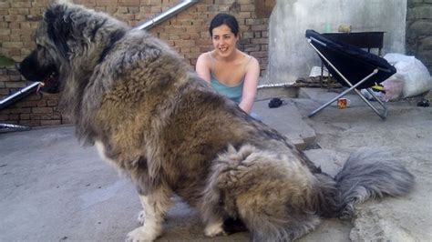 Look 10 Abnormally Large Dogs In The World Page 9 Of 10 Viralarticle