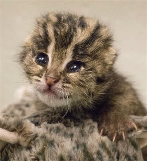 Keep in mind, though, that it can be a difficult process and some things are. Rare Baby Fishing Cat Arrives By Cesarean Delivery - ZooBorns