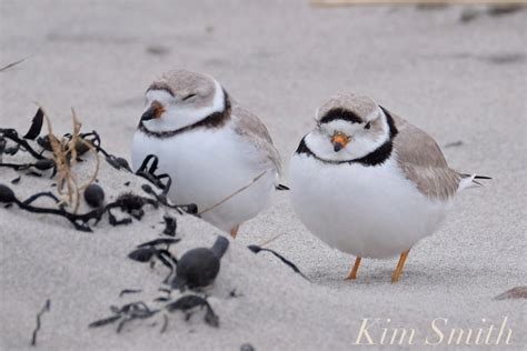 The Good Harbor Beach Parking Lot Plovers The Story Of A Remarkably