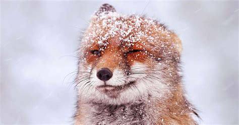 Enchanting Photographs Capture Red Foxes Covered In Snowflakes