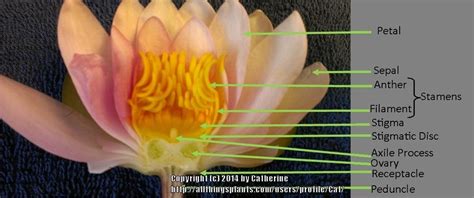 Hybridizing Hardy Water Lilies Part 1