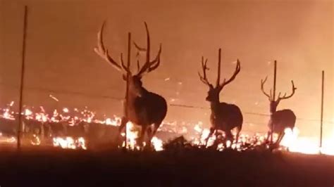 Giant Bull Elk Try To Escape Wildfire