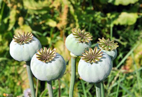 North Fife Opium Poppy North Fife