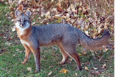 Gray Fox Are Becoming Common In The North Northern Wilds Magazine