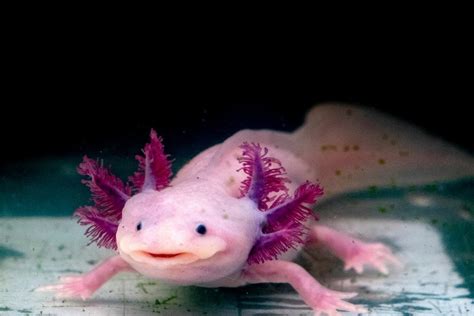 Why Are Axolotls Endangered Understanding Cool Creature S Risk