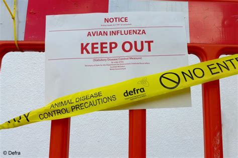 Defra Produces Detailed Analysis Of Avian Influenza Outbreaks