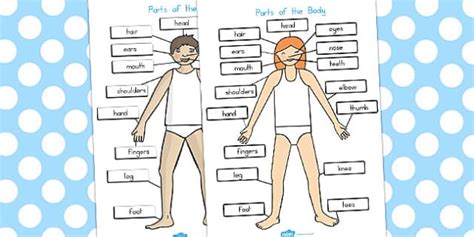 Free Parts Of The Body Labeled Diagram Teacher Made