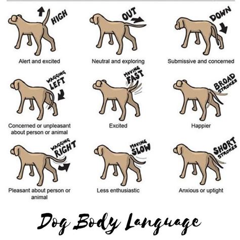 Extraordinary Dog Body Languages 9 Sign Dog Body Language Dog