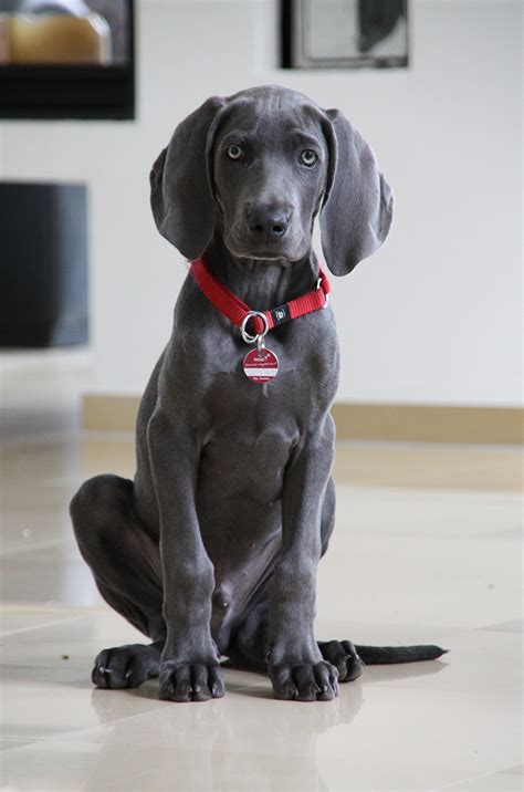 What does the name weimaraner mean? Weimaraner Info, Temperament, Puppies, Pictures