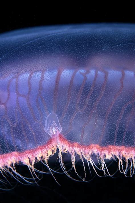Moon Jellyfish Rhopalium Photograph By Alexander Semenovscience Photo