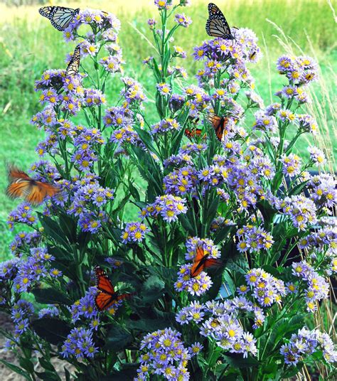 Growing A Butterfly Garden Easy Plants For Butterfly Habitats