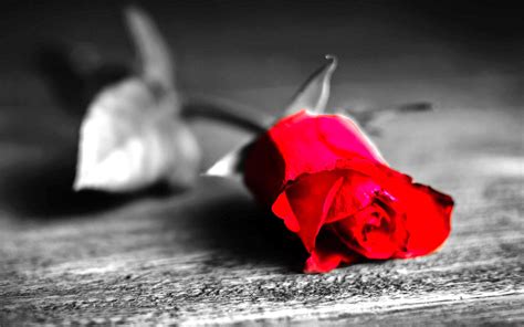 50 most romantic red roses wallpapers & backgrounds, only red roses high quality wallpapers, red roses love wallpapers and backgroun. Free download Red rose black and white background walls ...