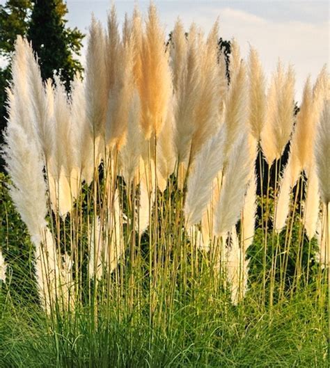 Pampas Grass Cortaderia Selloana White Feather Ubicaciondepersonas