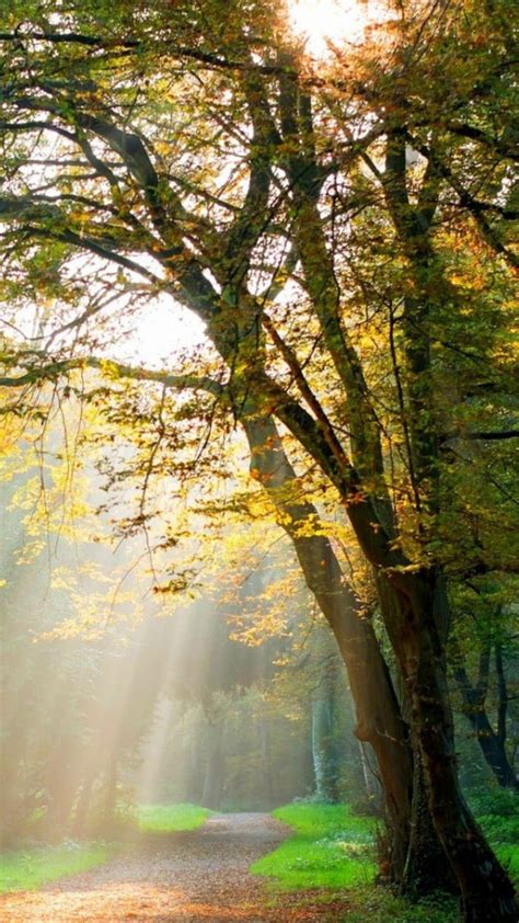 Path Between Green Leafed Trees With Sunlight During Daytime 4k Hd