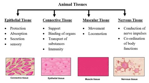 Animal Tissues W3schools