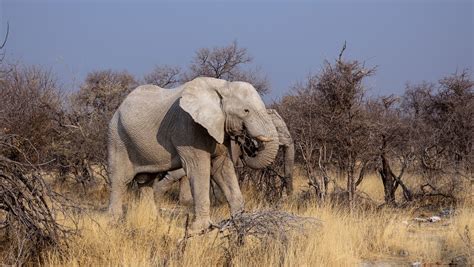 Elephants In Botswana Africa