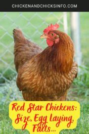 Red Star Chickens Size Egg Laying Facts Chicken Chicks Info