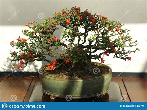 Japanese Quince Chojubai Bonsai Tree With Tiny Red Flowers Stock Image