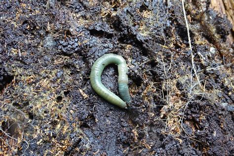 Higher Local Earthworm Diversity Seen In Temperate Regions Than In The