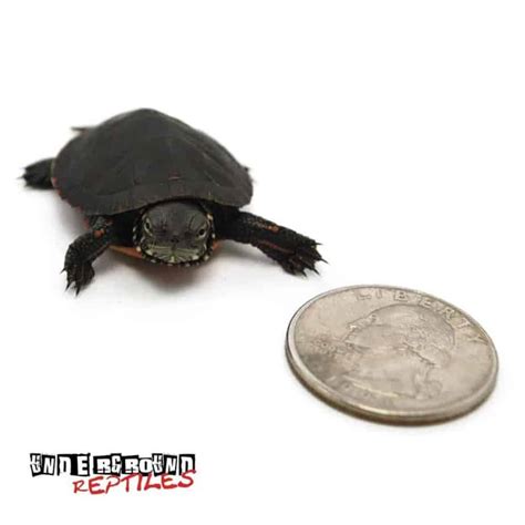 Baby Eastern Painted Turtles For Sale Underground Reptiles