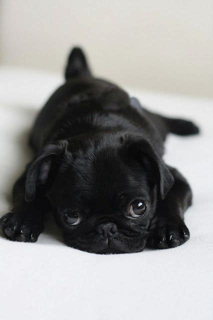 This Is The Cutest Little Puppy Baby Pugs Cute Animals Cute Pugs
