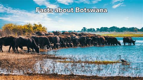 25 Fun And Interesting Facts About Botswana Infohunters Quest