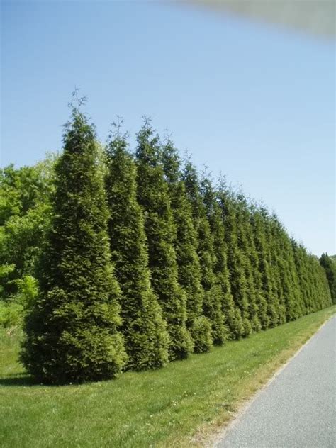 Best Time To Prune Evergreen Trees Southern Star Tree Service