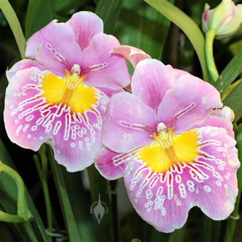 Aboutorchids Blog Archive Valentine’s Orchid Care