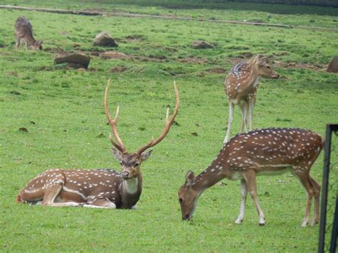 Axis Deer Facts And Information Chital Deer Axis Axis World Deer
