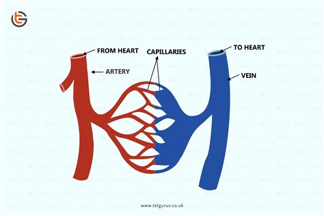 What Is The Difference Between Arteries Veins And Capillaries