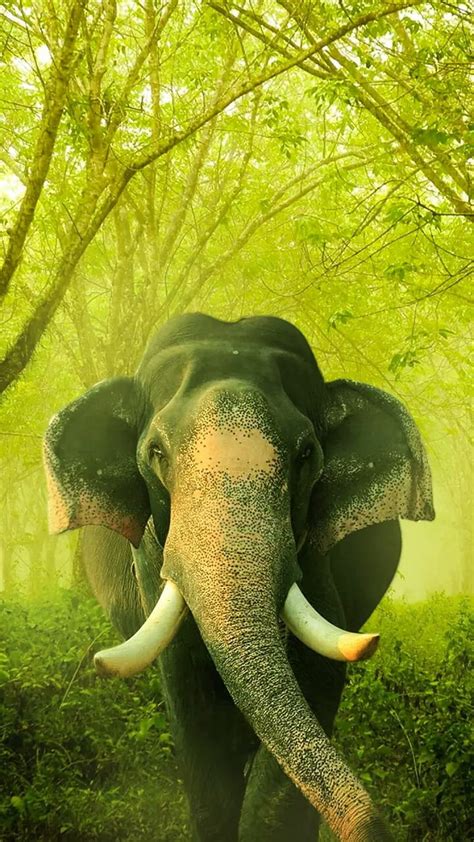Elephant Animal Animals Art Elephants Face Hd Phone Wallpaper