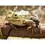 Frog On Boughjpg  Wikimedia Commons
