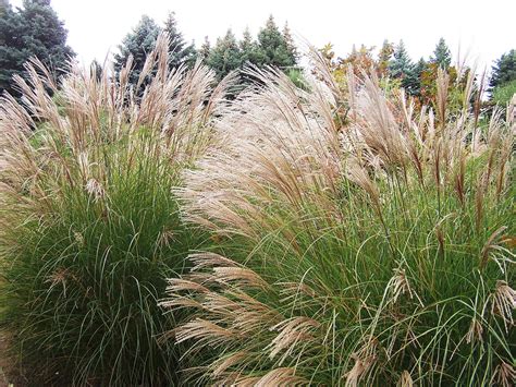 See more ideas about ornamental grasses, plants, grasses garden. Ornamental grasses are nearly perfect perennials ...