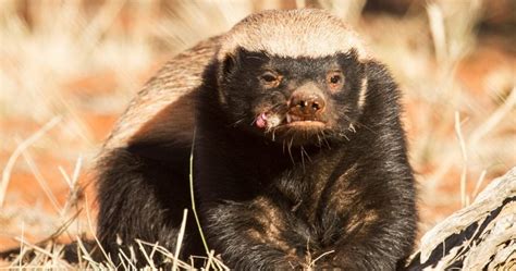 Honey Badger Cute Look And Lifestyle Animal Encyclopedia