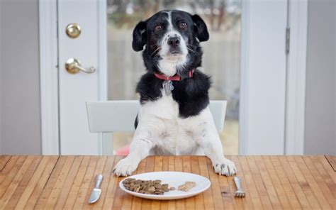 How To Keep Older Dog From Eating Puppy Food
