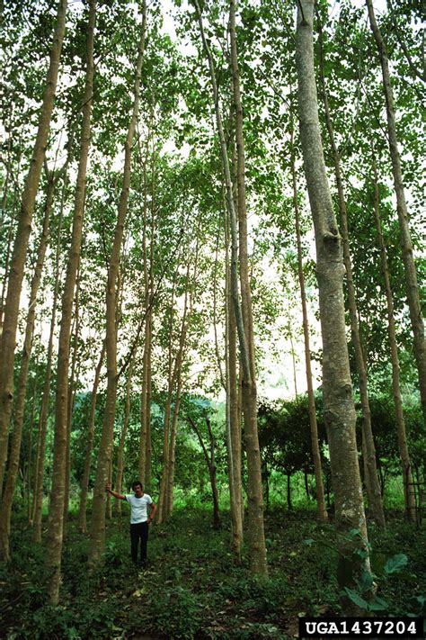 The bark is grayish white colored, which exfoliates in thin flakes. gumhar, Gmelina arborea (Lamiales: Verbenaceae) - 1437204