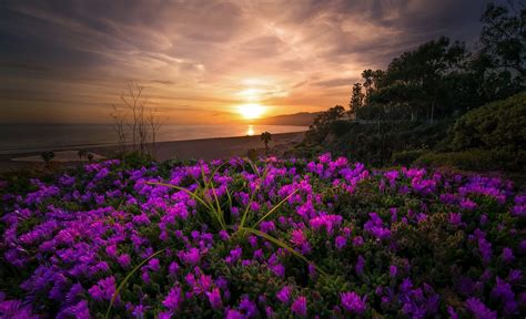 Download Horizon Purple Flower Flower Sea Ocean Beach Coast Nature