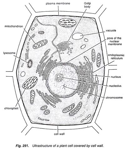 Below are some of the most important: Structure of Plant Cell (With Diagram) | Botany