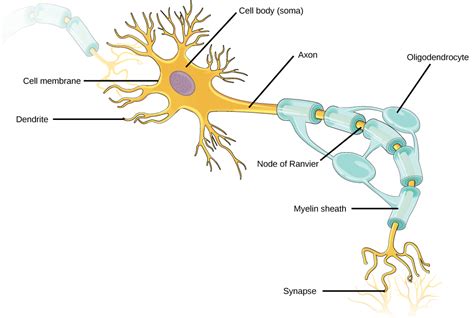 Neurons And Glial Cells Bio103 Human Biology