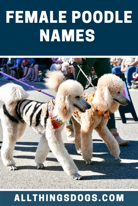 Female Poodle Names Cute Names For Dogs Girl Dog Names Dog Names