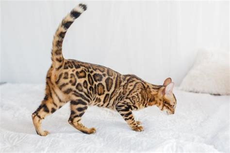 Domestic Cat Breeds That Look Like Tigers With Pictures