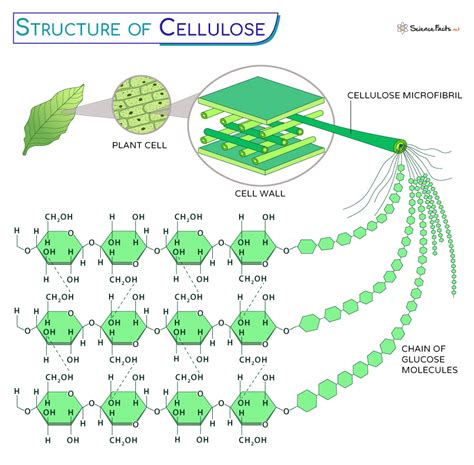 Cellulose Definition Formula Structure Functions And Diagram