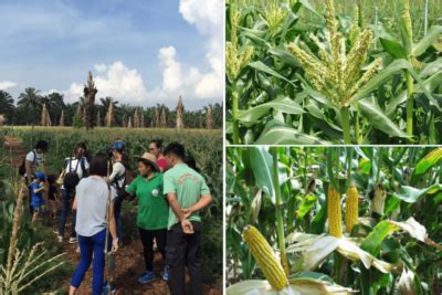 Tanjung golden village can be abbreviated as tgv. Sri Tanjung Leisure Farm | Relax And Destress Eco Farm ...