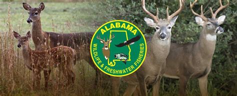 Deer Management Assistance Program Coming To Five Rivers