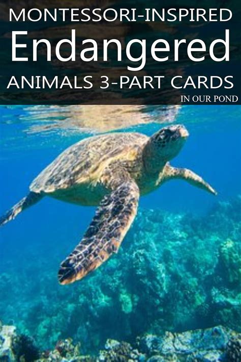 Endangered Marine Animals 3 Part Cards
