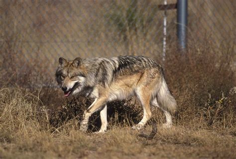 Conservation Of Our Lobo The Mexican Gray Wolf Bemp