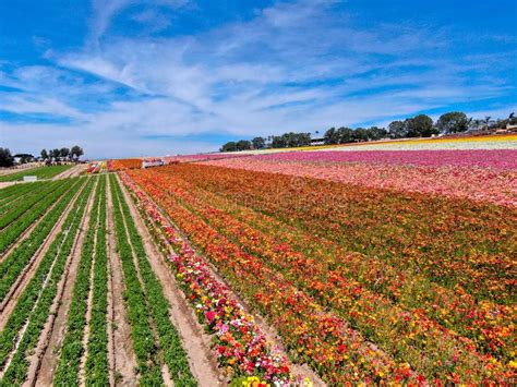 Aerial View Of Carlsbad Flower Fields Stock Photo Image Of